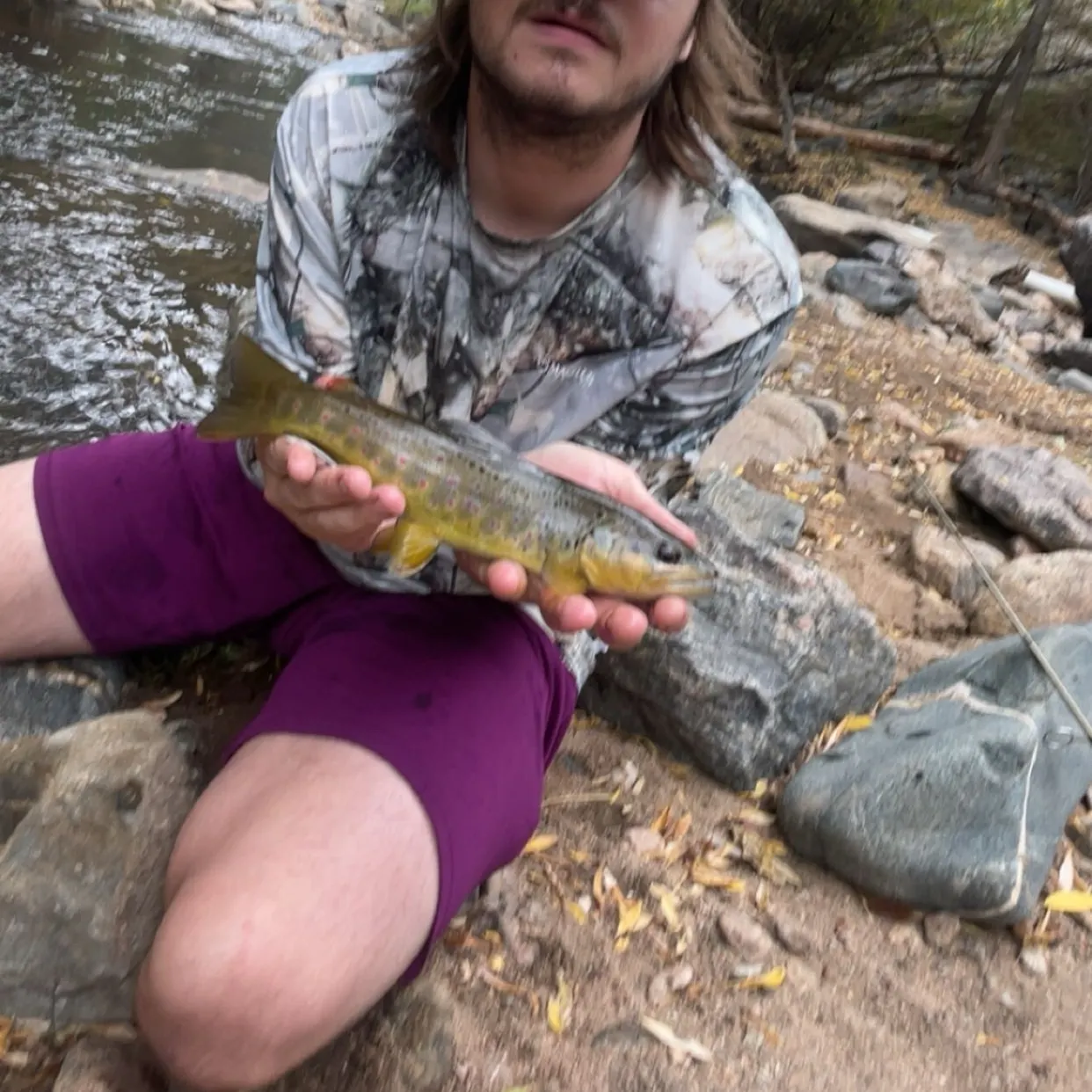Brown trout caught on Fishbrain