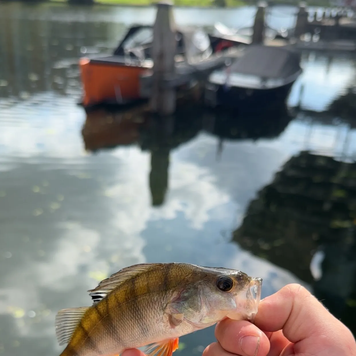 European perch caught on Fishbrain