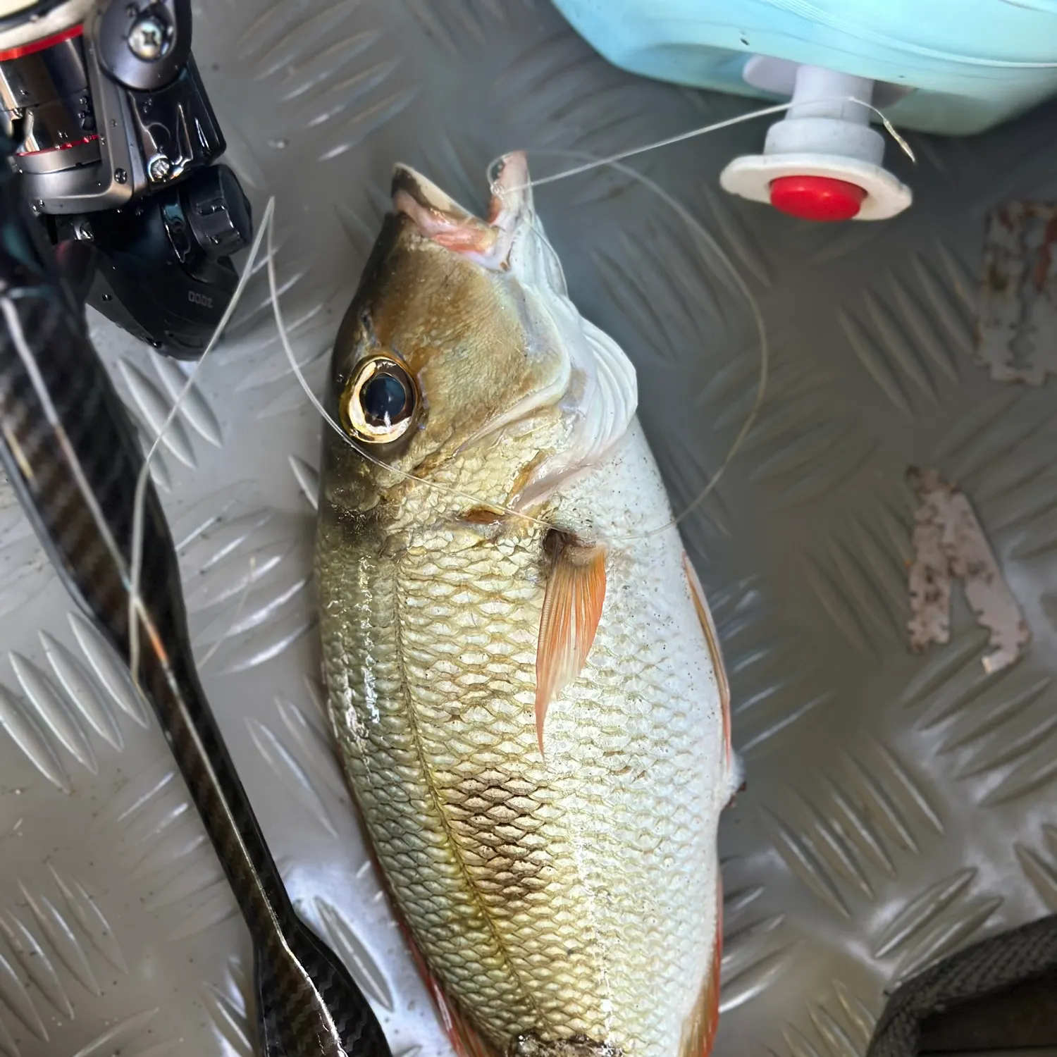 The most recent Snubnose emperor catches on Fishbrain