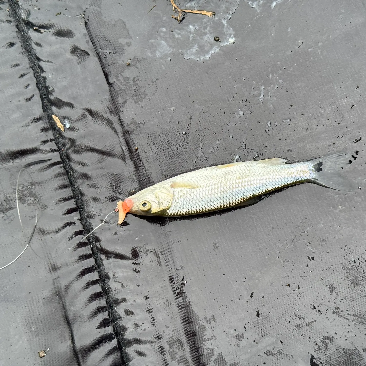 The most recent European chub catches on Fishbrain