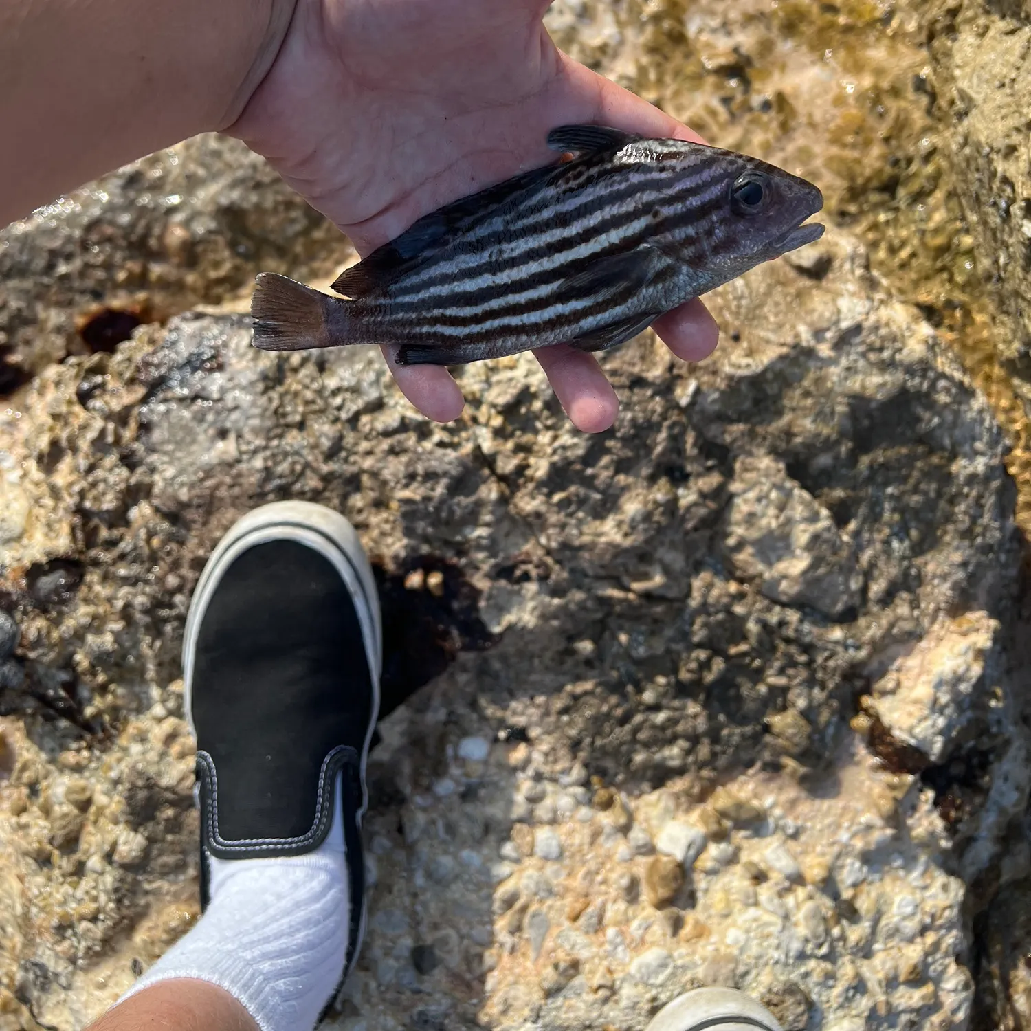 The most recent Highhat catches on Fishbrain