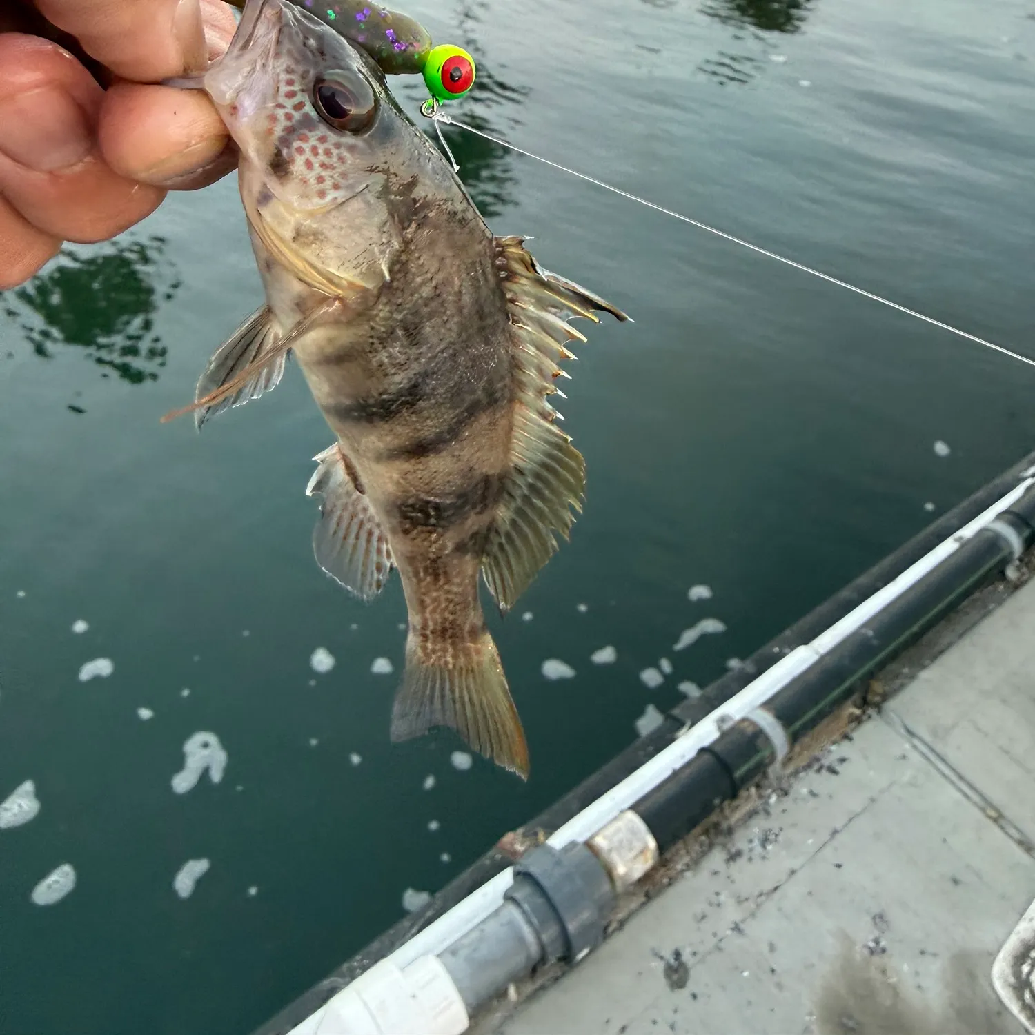 Barred sand bass caught on Fishbrain