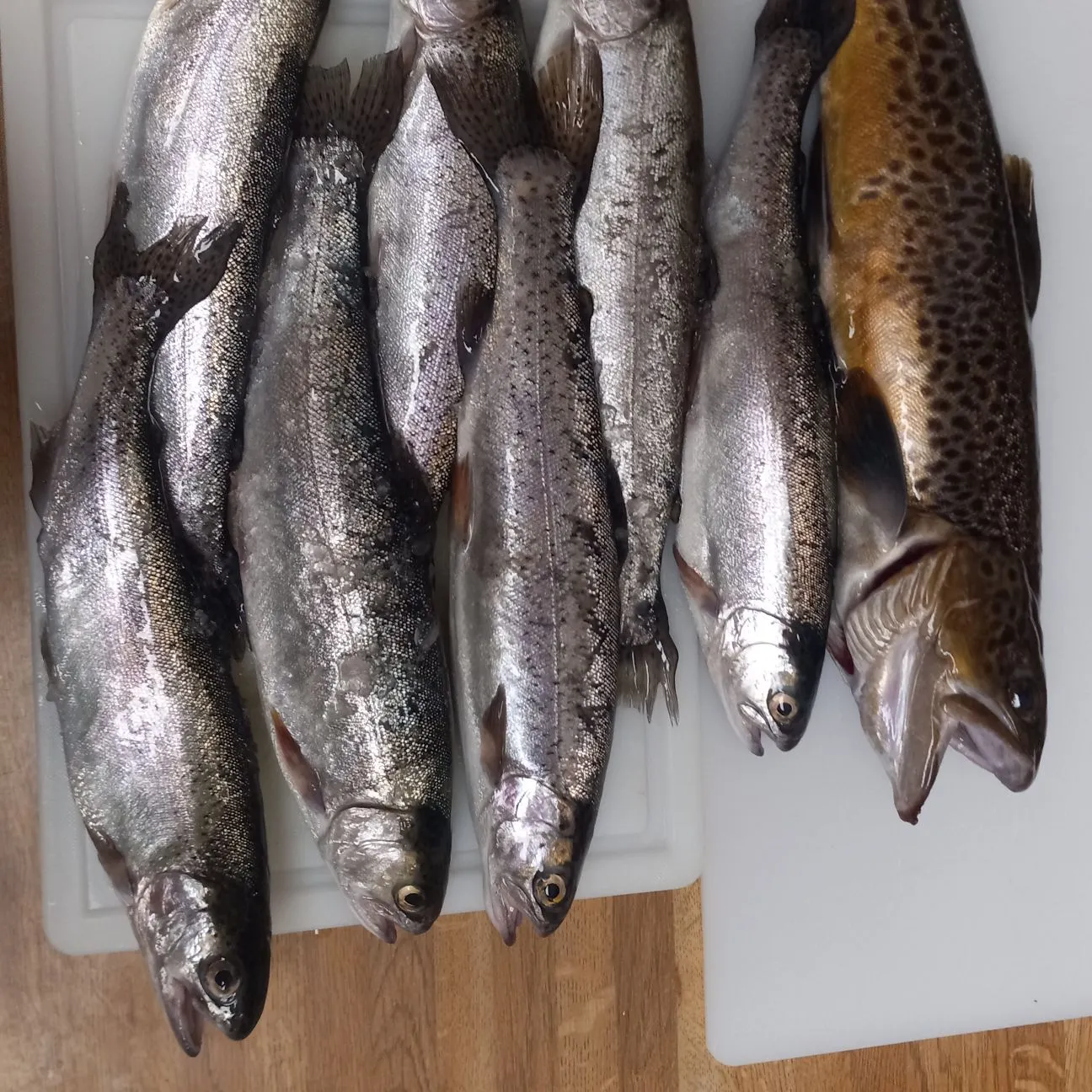 recently logged catches