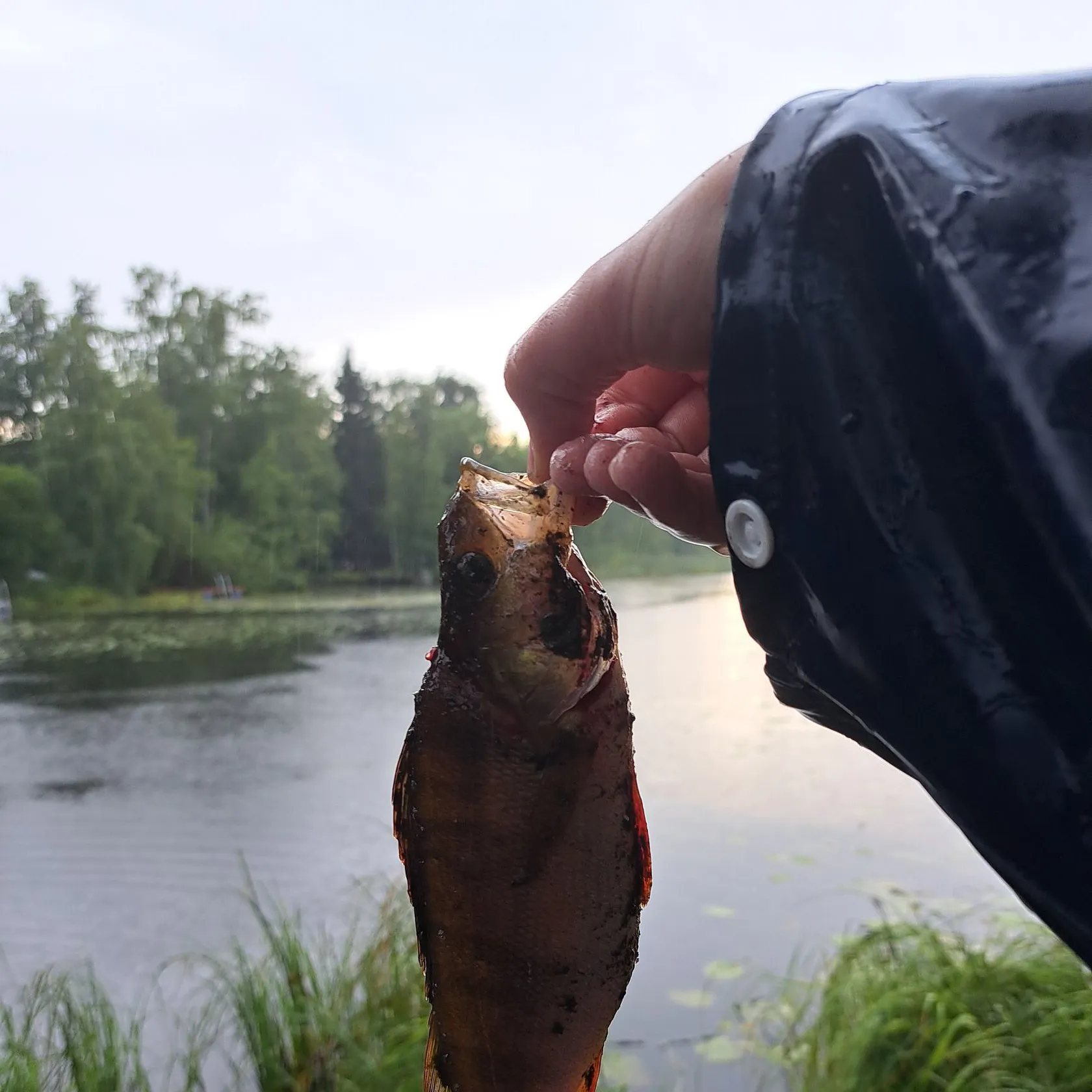 European perch caught on Fishbrain