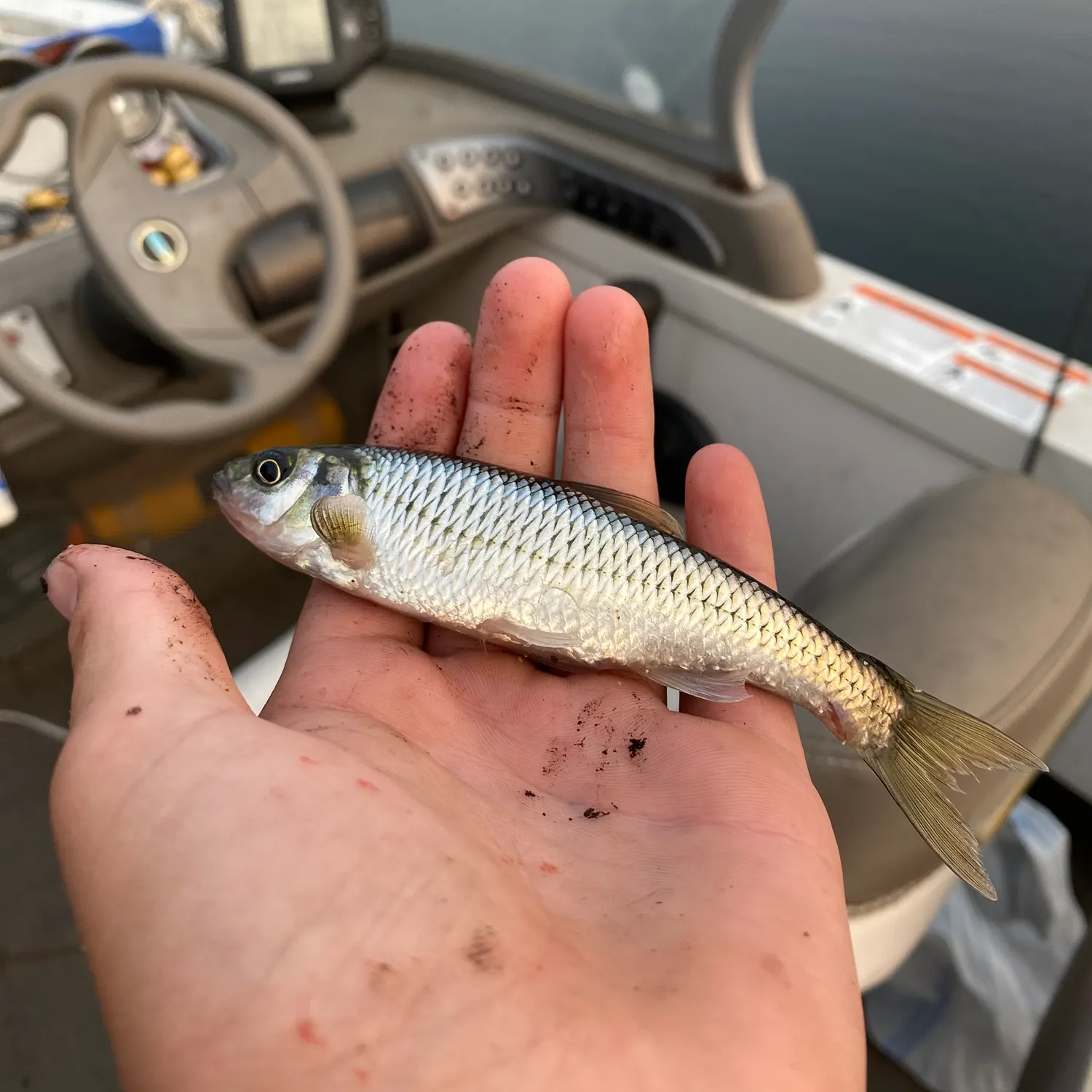 The most recent Northern cisco catches on Fishbrain