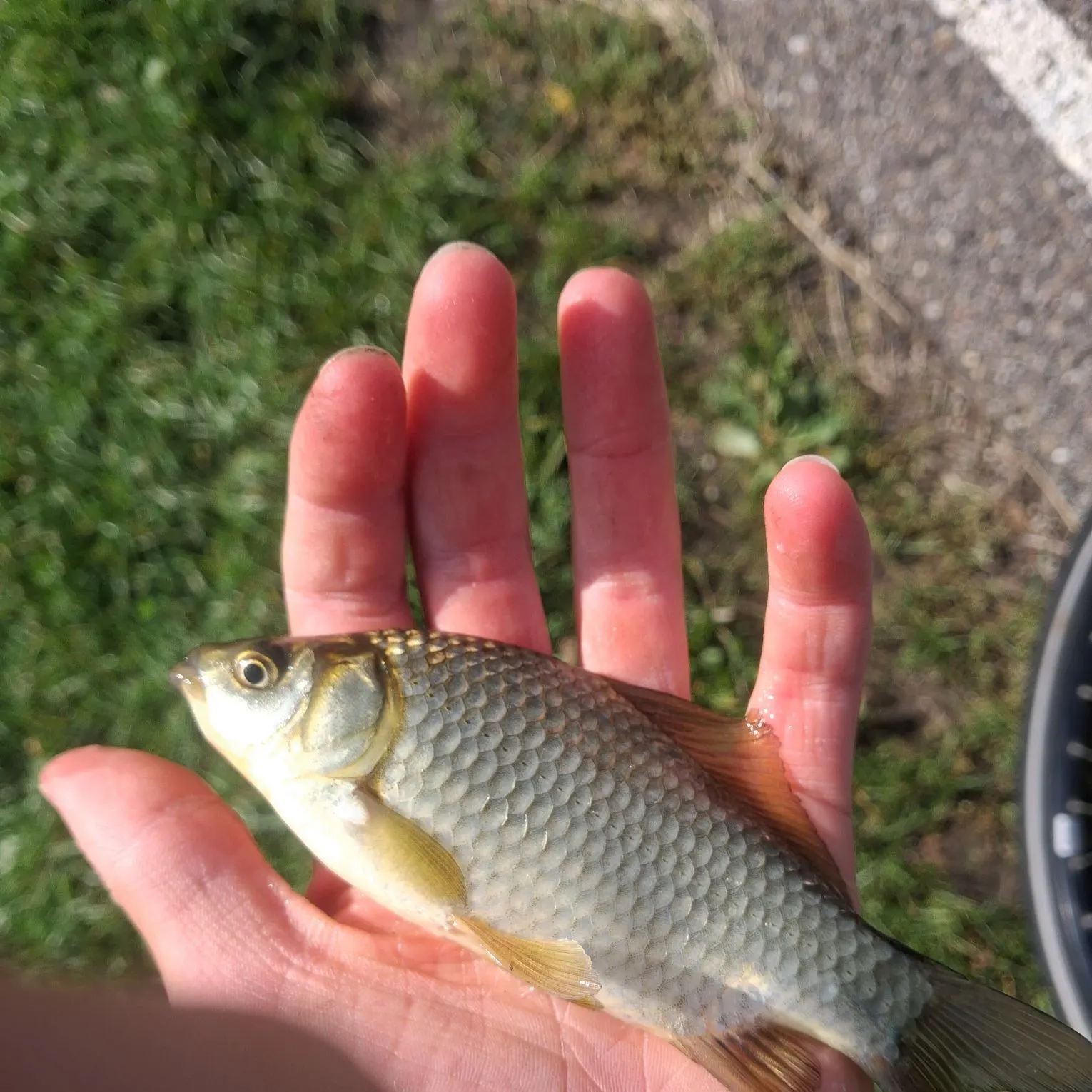 Common rudd caught on Fishbrain