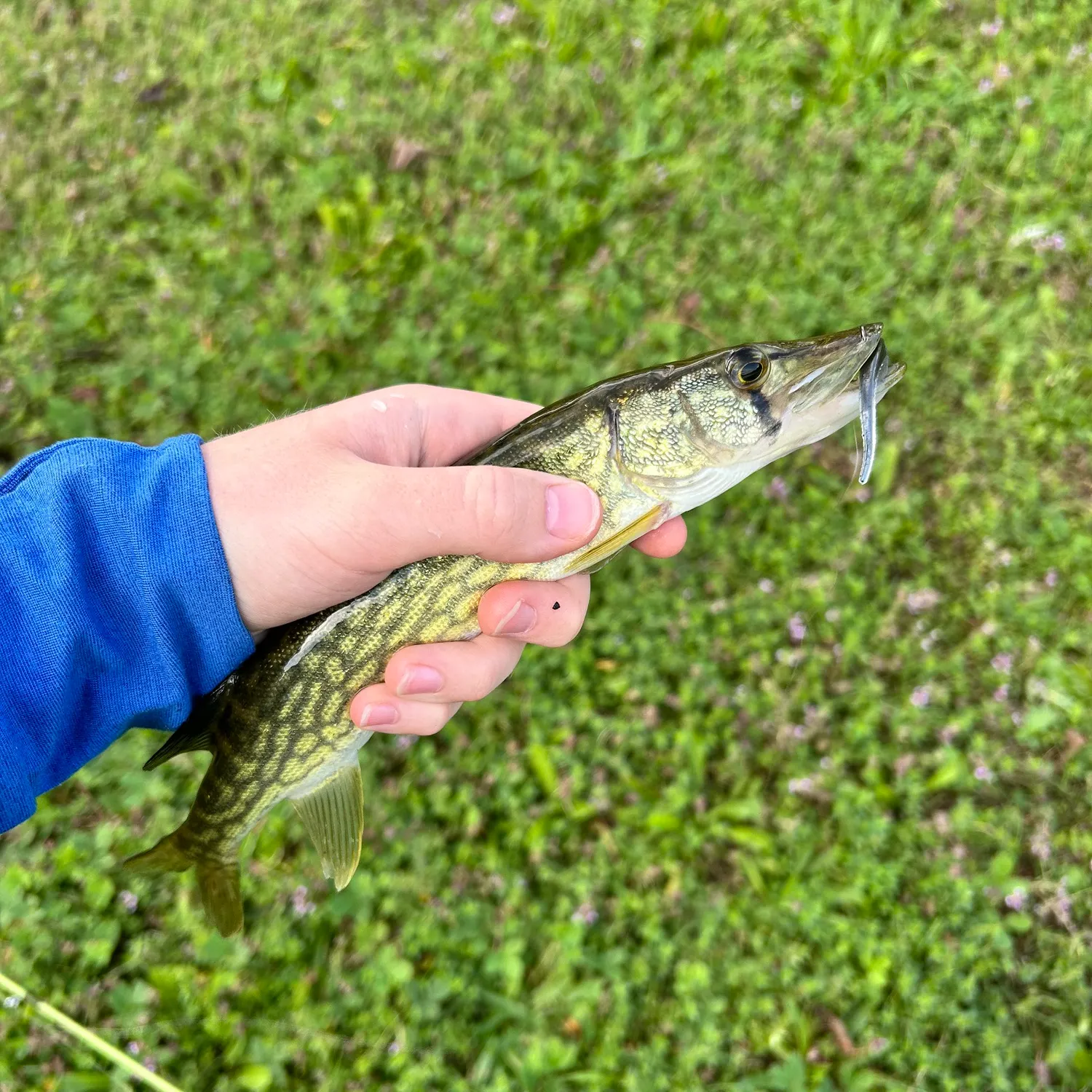 Chain pickerel caught on Fishbrain