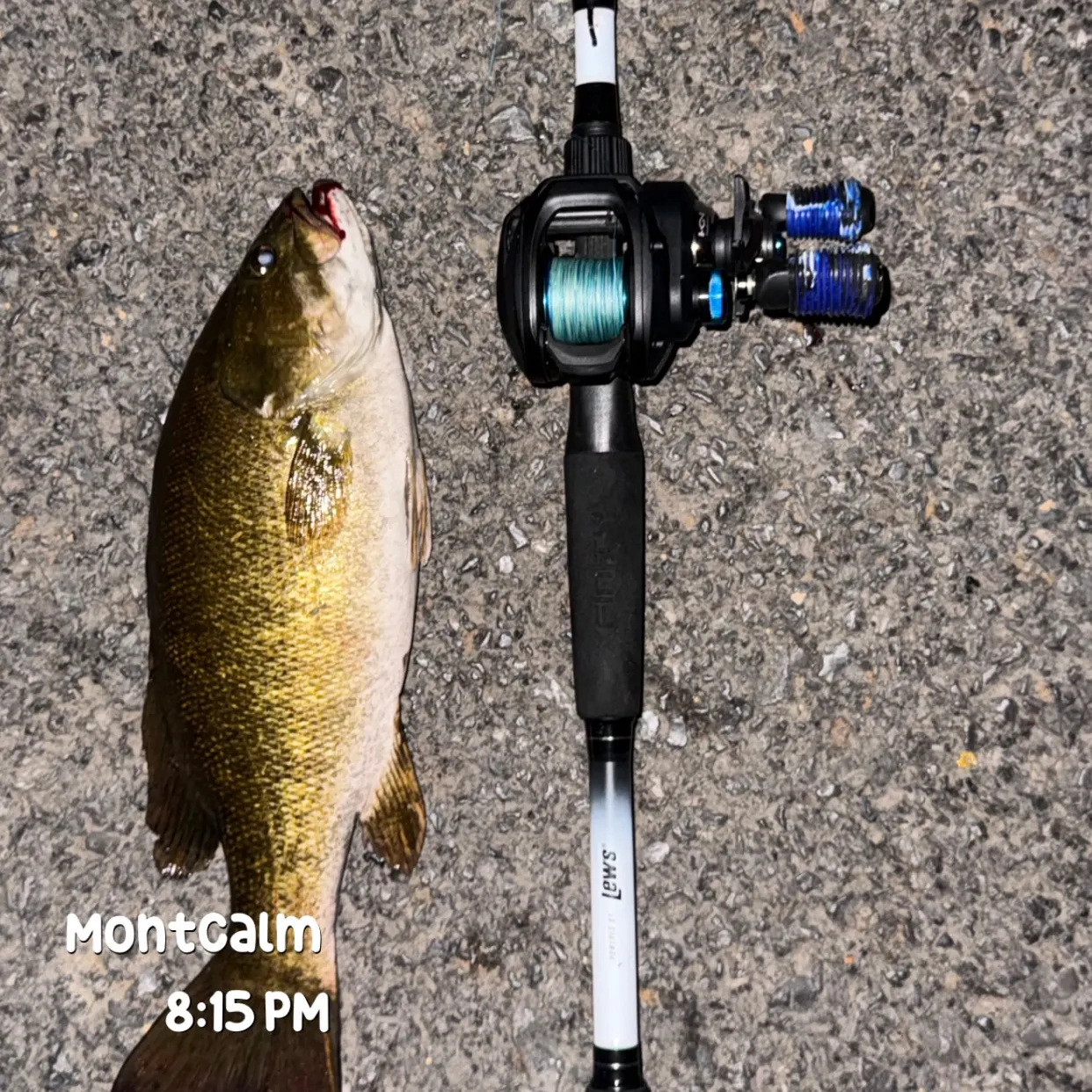 Smallmouth bass caught on Fishbrain