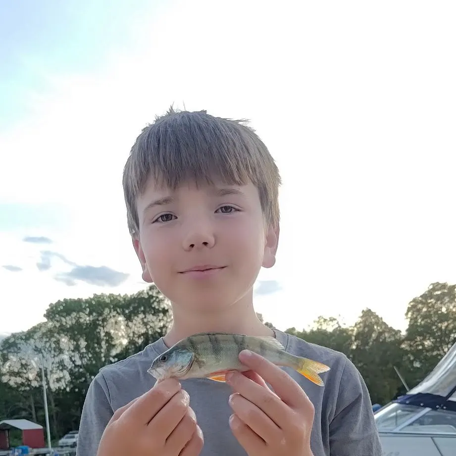 European perch caught on Fishbrain