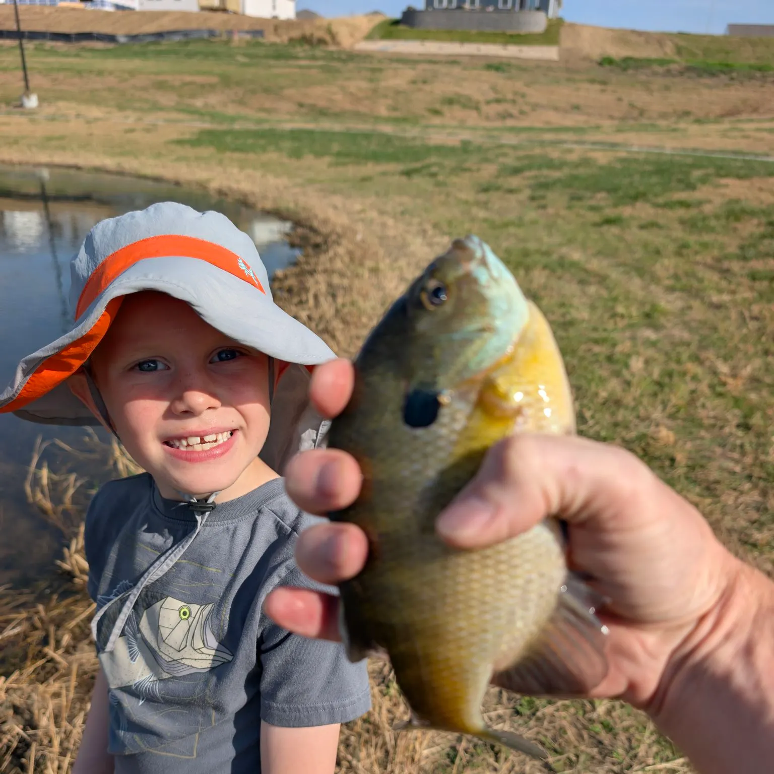 Bluegill caught on Fishbrain