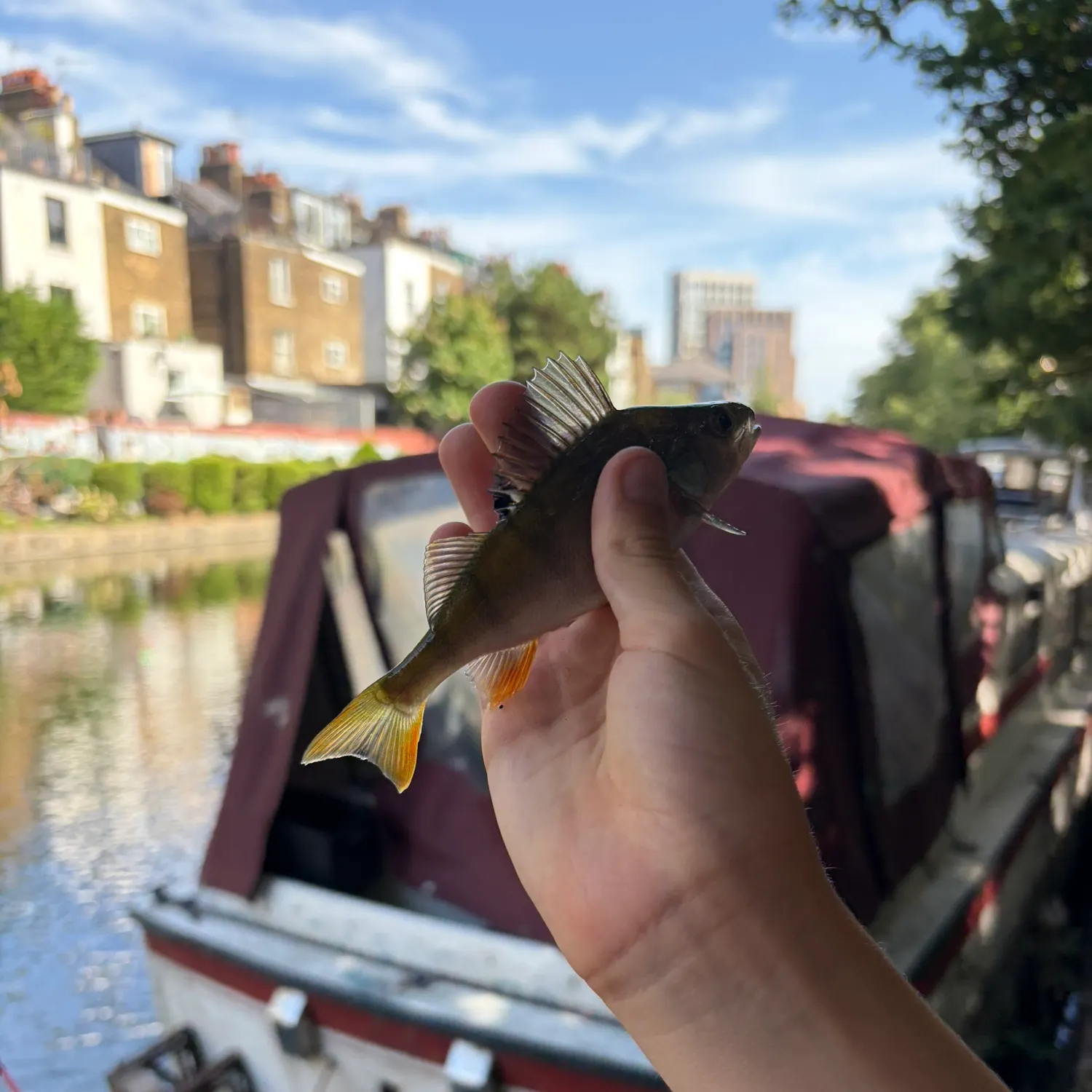 European perch caught on Fishbrain