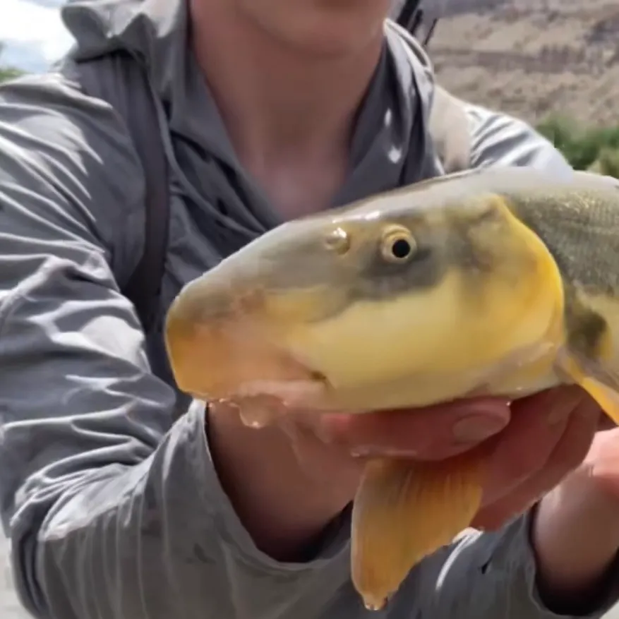The most recent Flannelmouth sucker catches on Fishbrain
