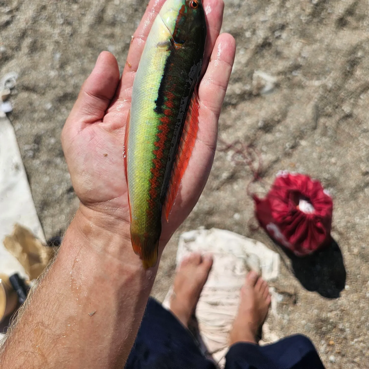 The most recent Mediterranean rainbow wrasse catches on Fishbrain
