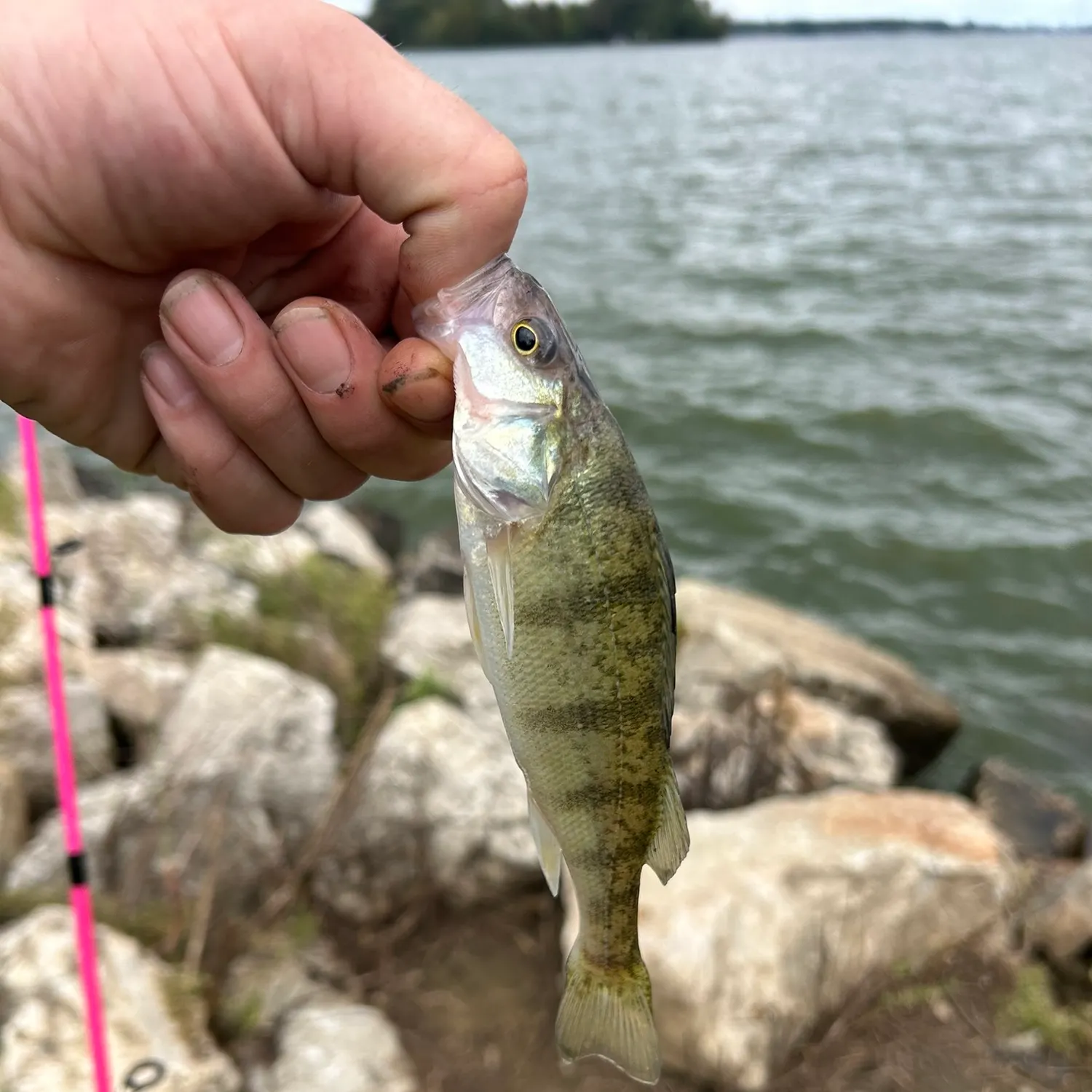 Yellow perch caught on Fishbrain