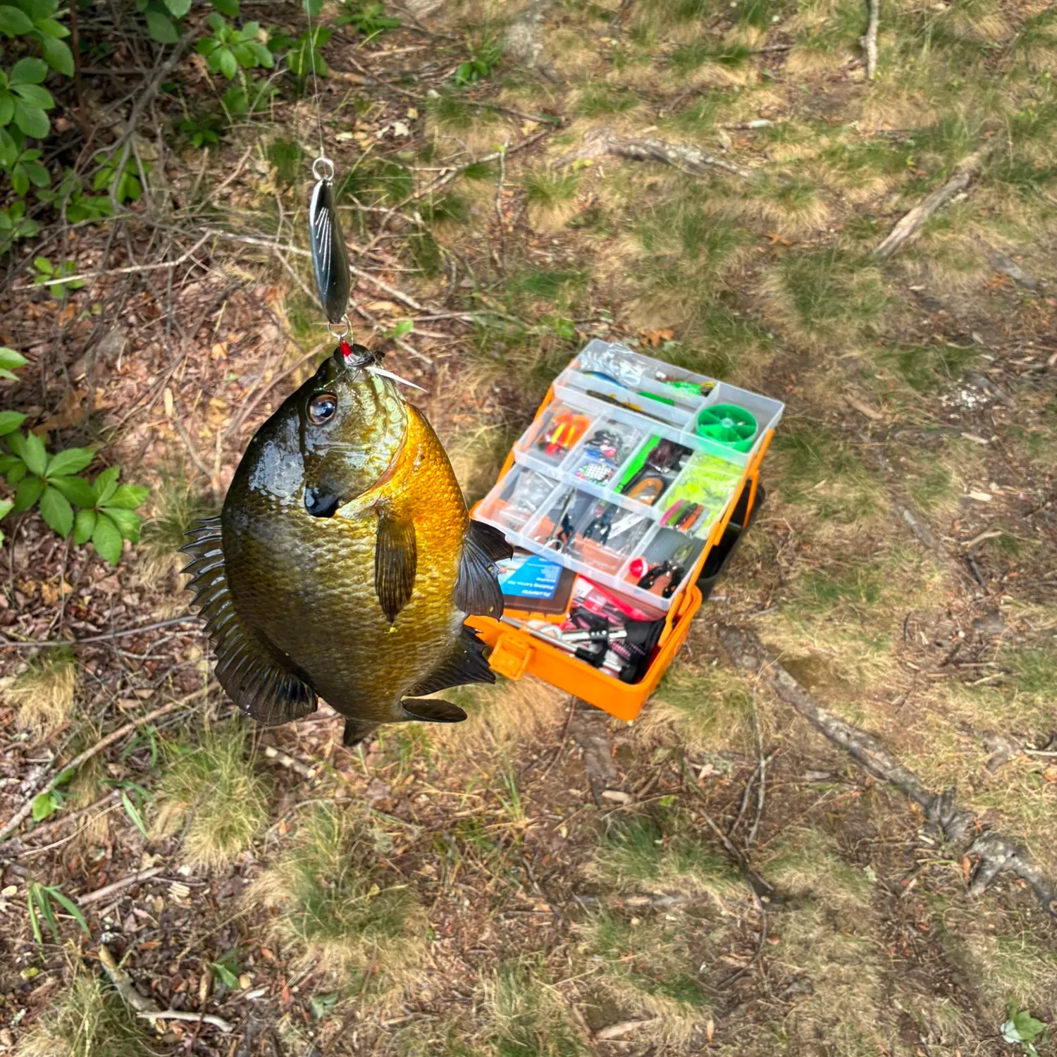 Redear sunfish caught on Fishbrain