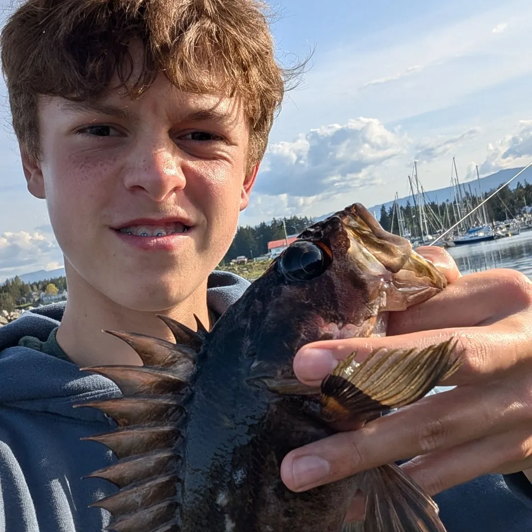 The most recent Copper rockfish catches on Fishbrain