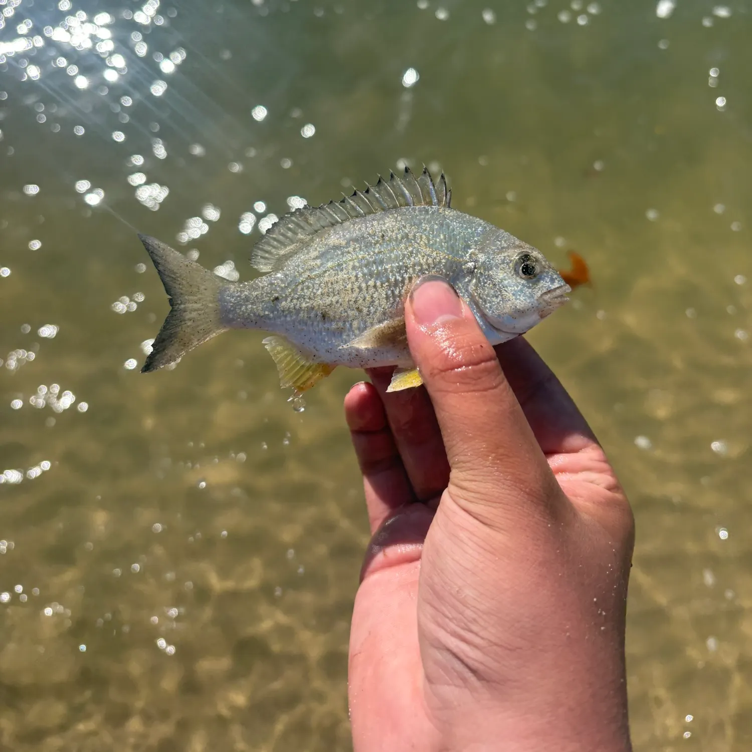 Surf bream caught on Fishbrain