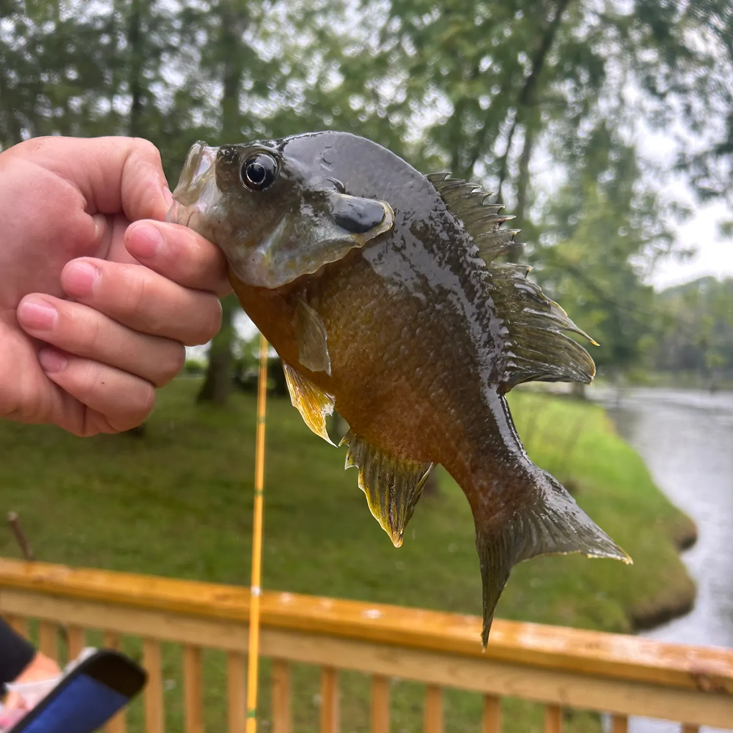The most recent Wargill hybrid catches on Fishbrain