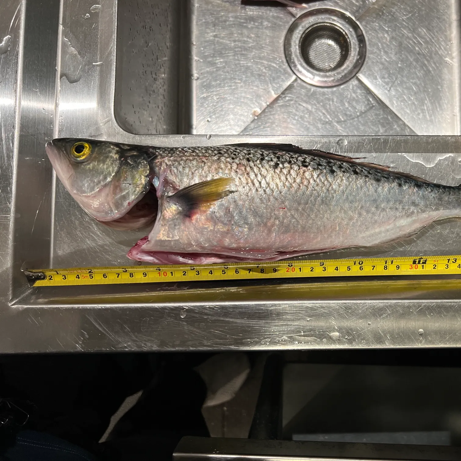 The most recent Australian salmon catches on Fishbrain
