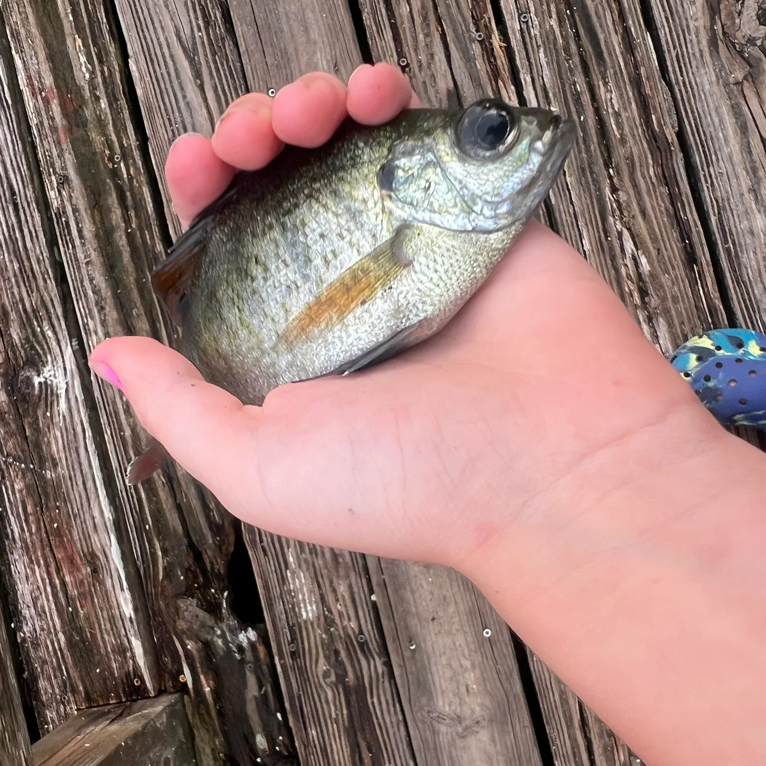 Fish caught on Fishbrain