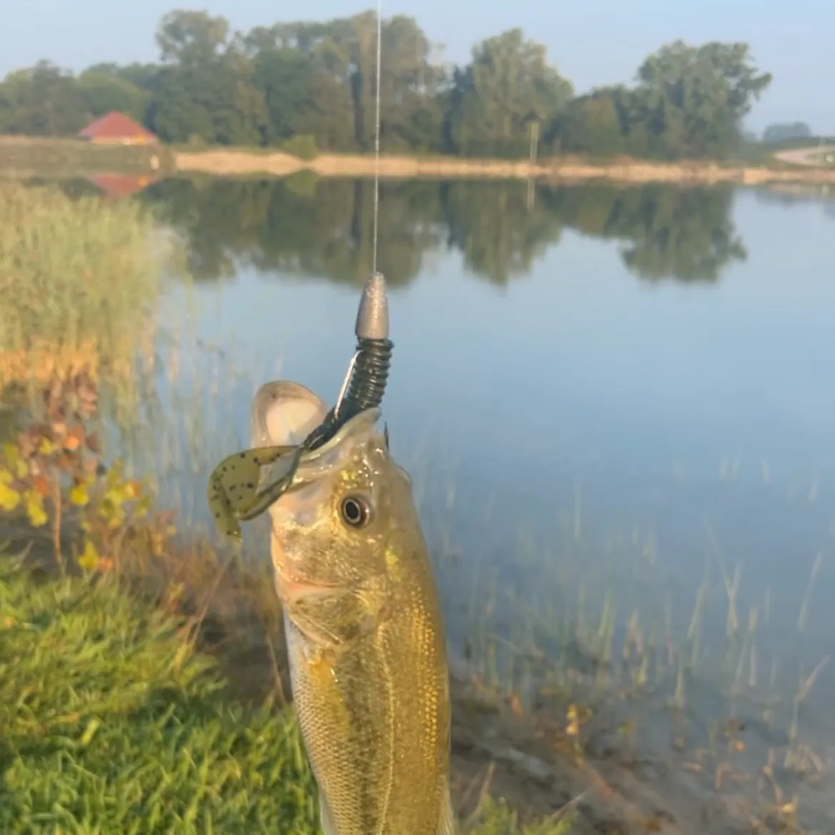 Largemouth bass caught on Fishbrain