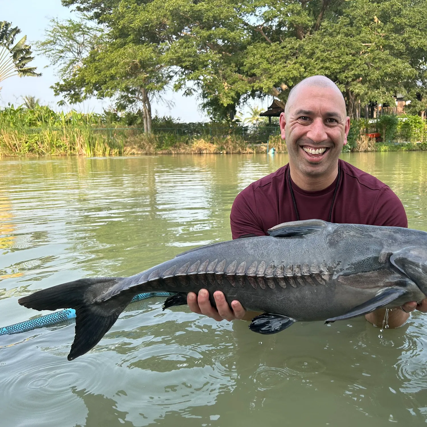 The most recent Ripsaw catfish catches on Fishbrain