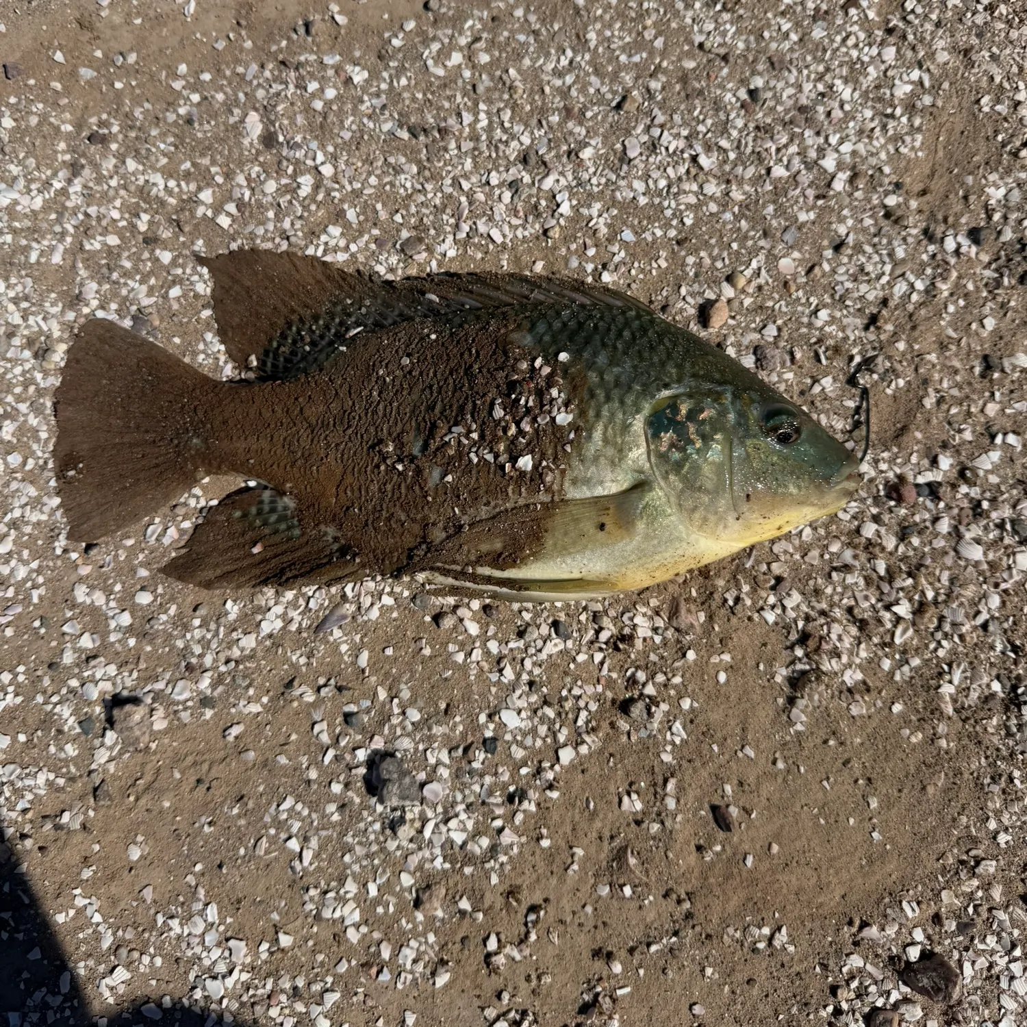 The most recent Blue tilapia catches on Fishbrain