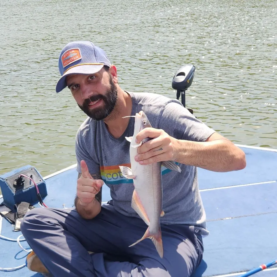 Blue catfish caught on Fishbrain