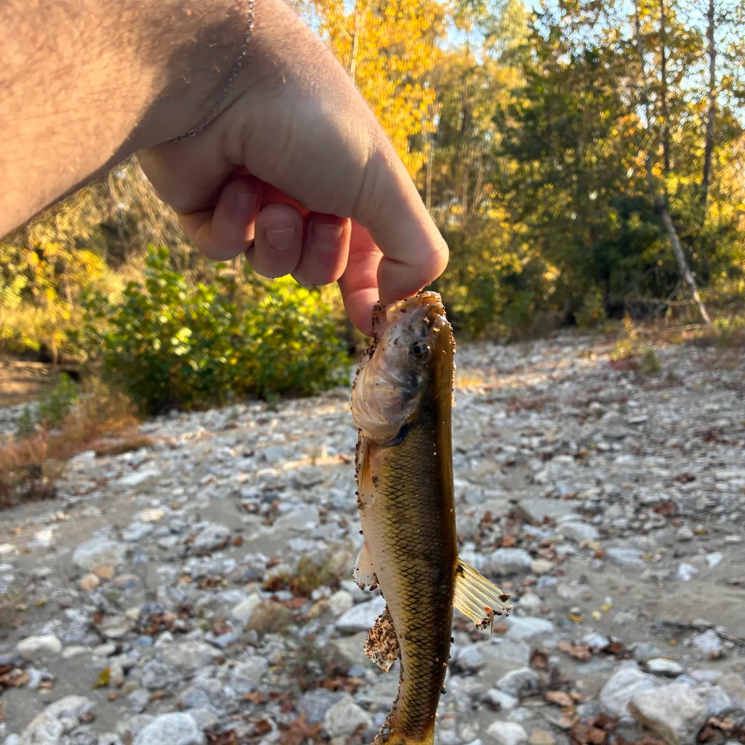 Creek chub caught on Fishbrain