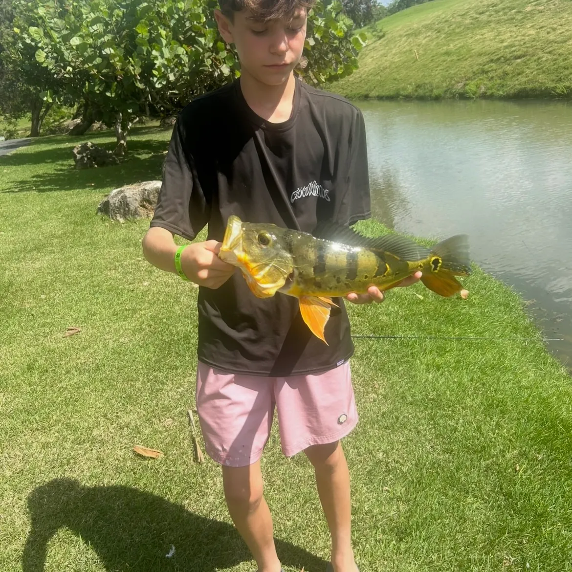 The most recent Butterfly peacock bass catches on Fishbrain