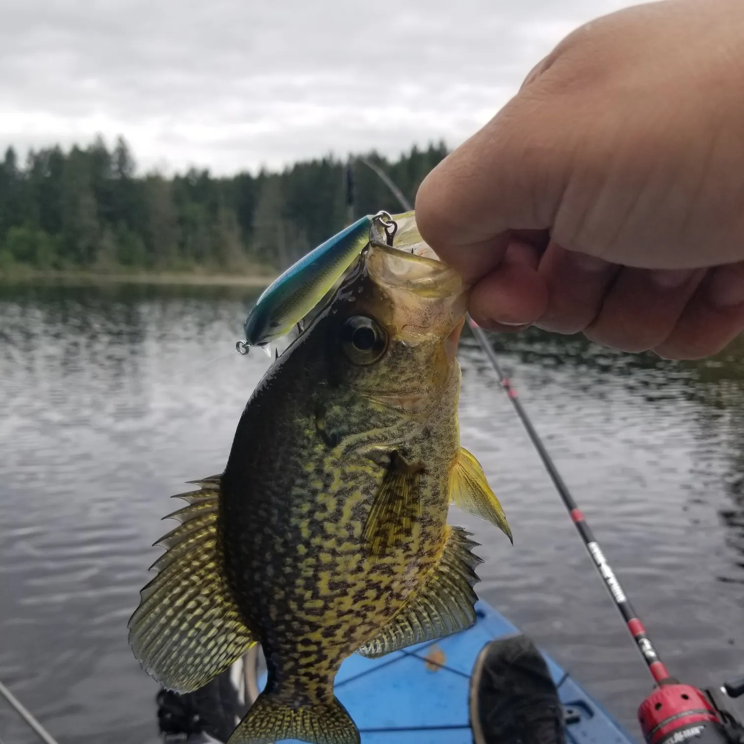 ᐅ Fiander Lake fishing reports🎣• Yelm, WA (United States) fishing