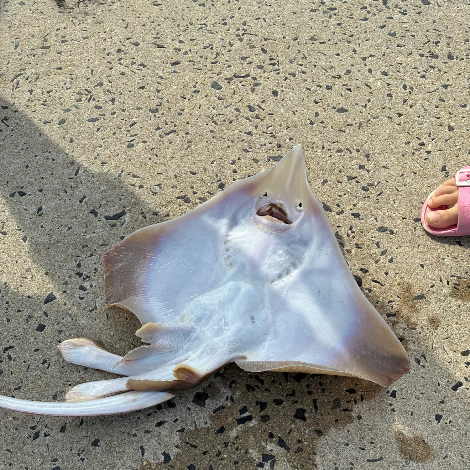 The most recent Little Skate catches on Fishbrain