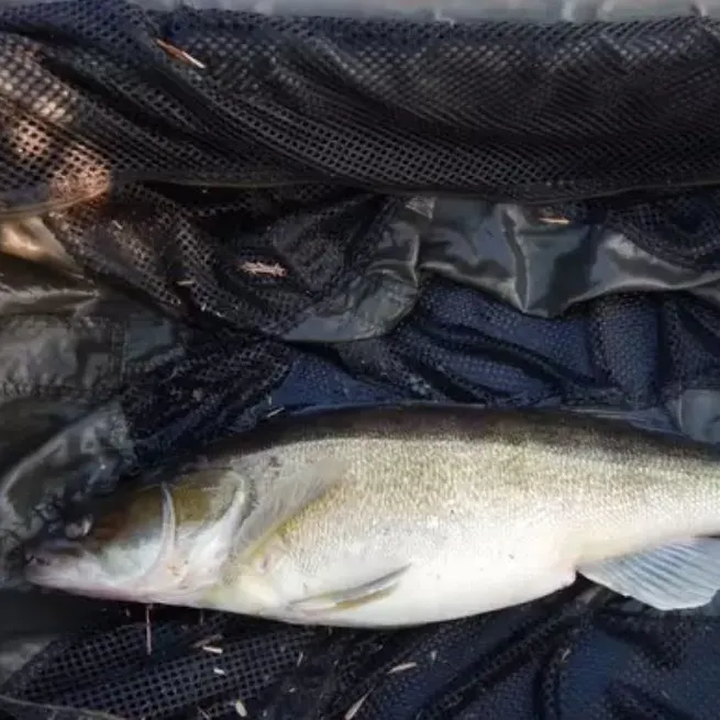 Zander caught on Fishbrain