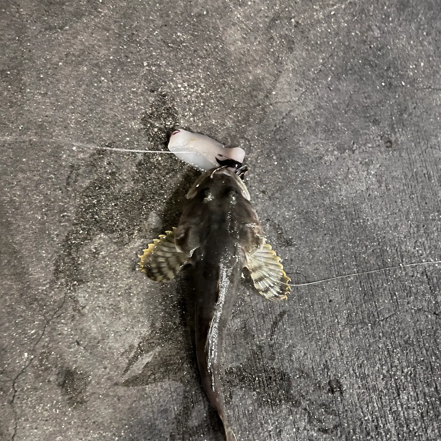 The most recent Shorthorn sculpin catches on Fishbrain