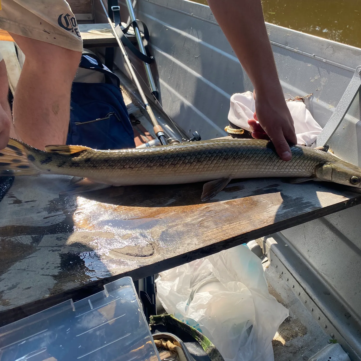 Longnose gar caught on Fishbrain