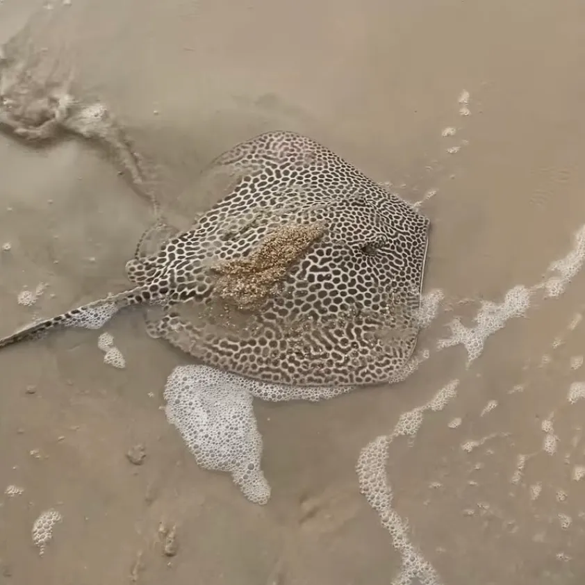 The most recent Leopard whipray catches on Fishbrain