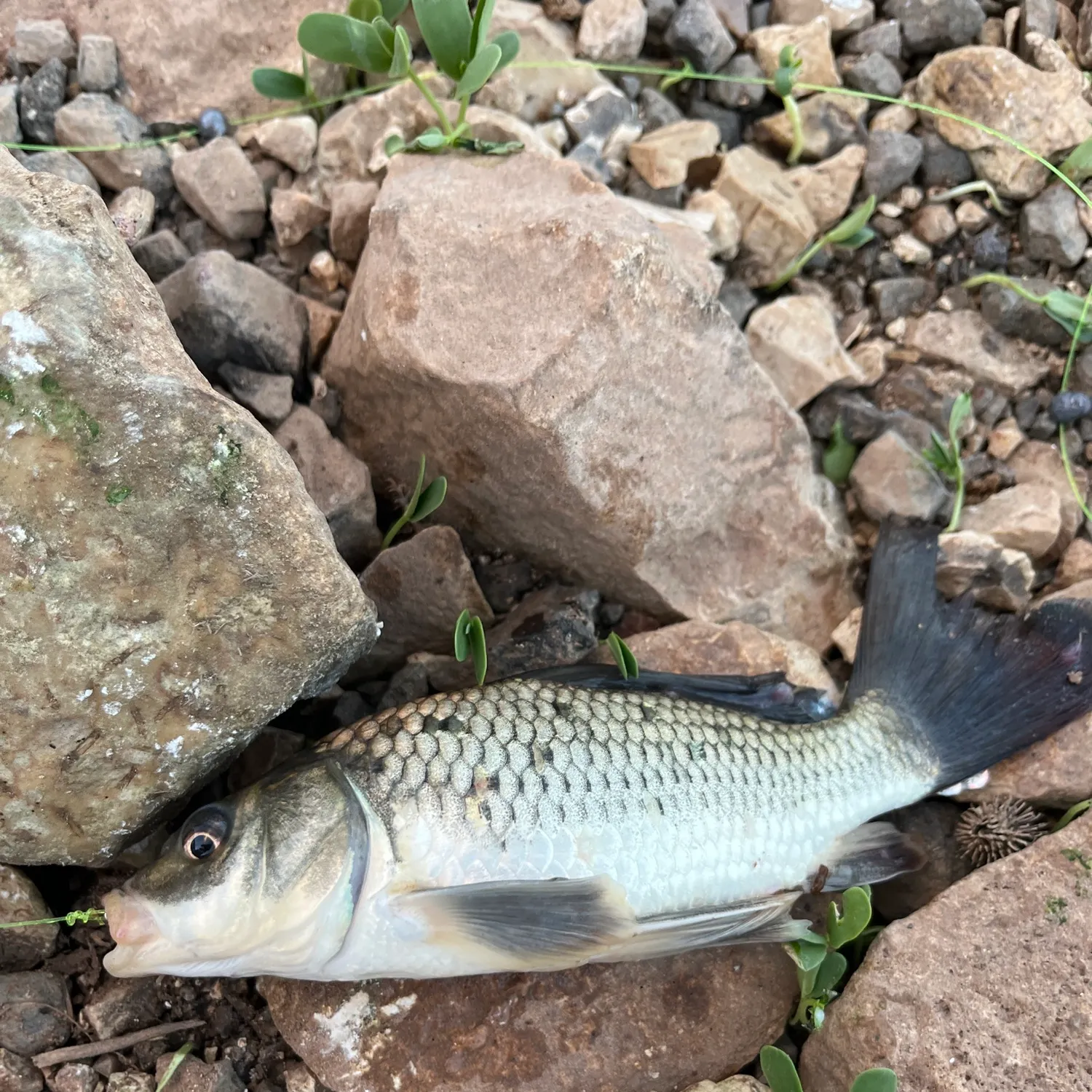 Fish caught on Fishbrain