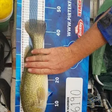 Murray cod caught on Fishbrain