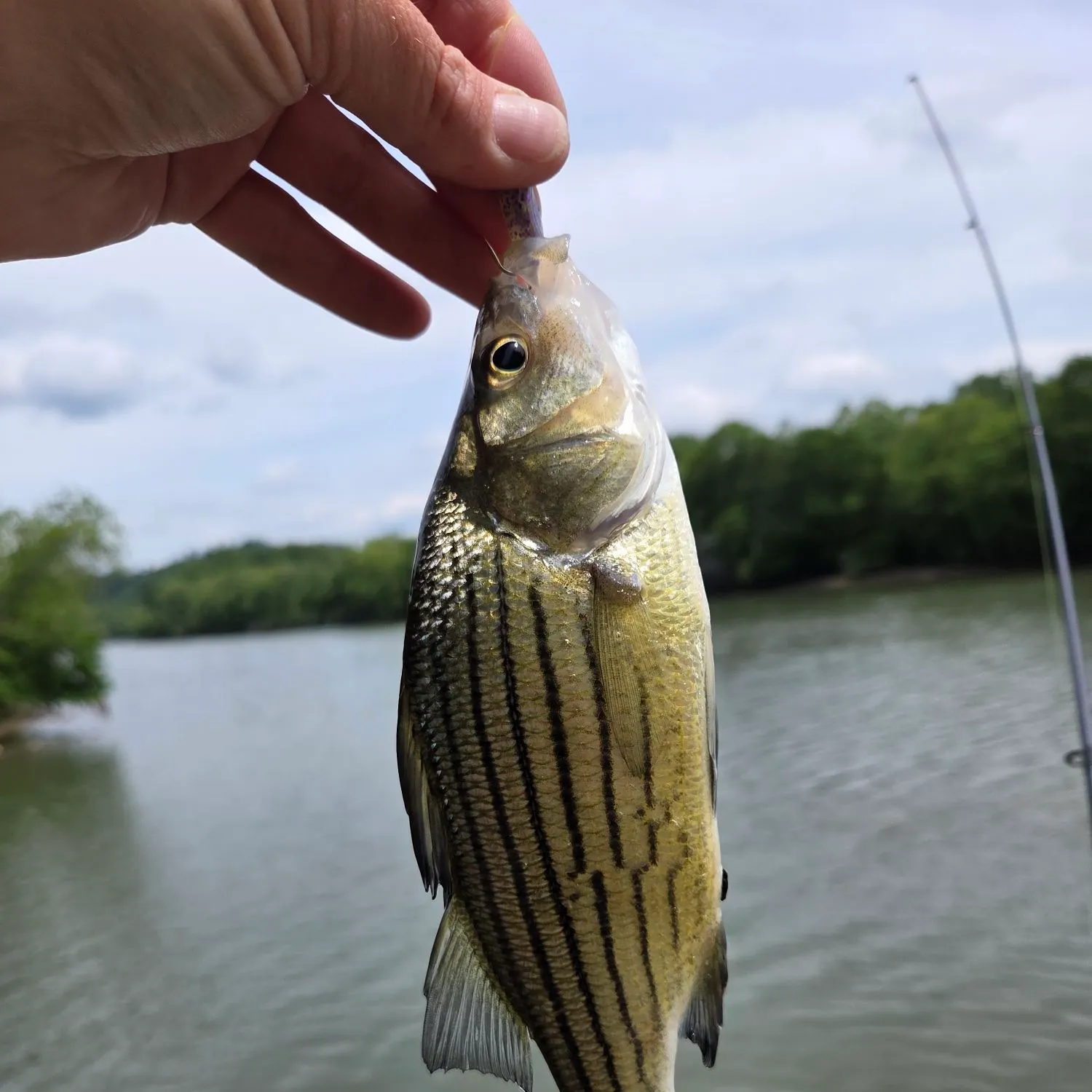 The most recent Yellow bass catches on Fishbrain