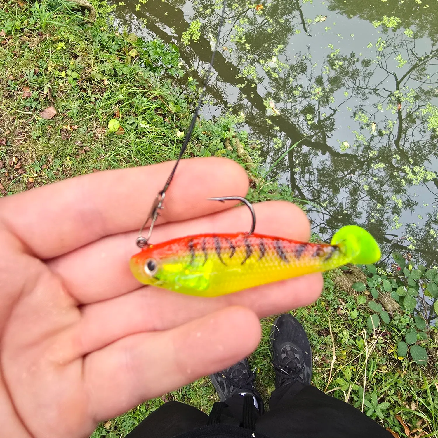 Northern pike caught on Fishbrain