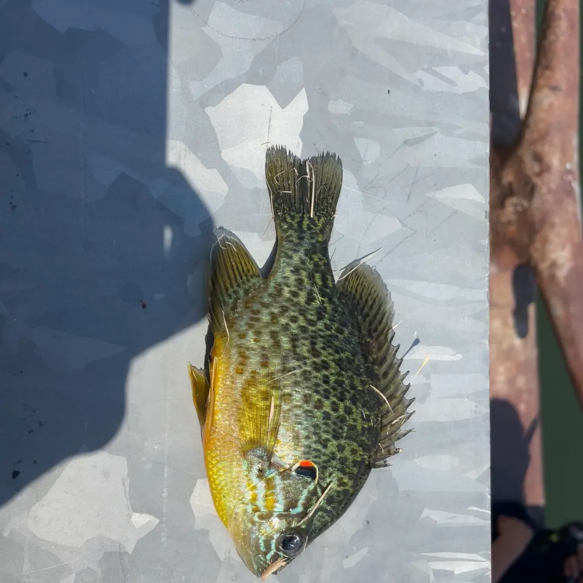 Pumpkinseed caught on Fishbrain