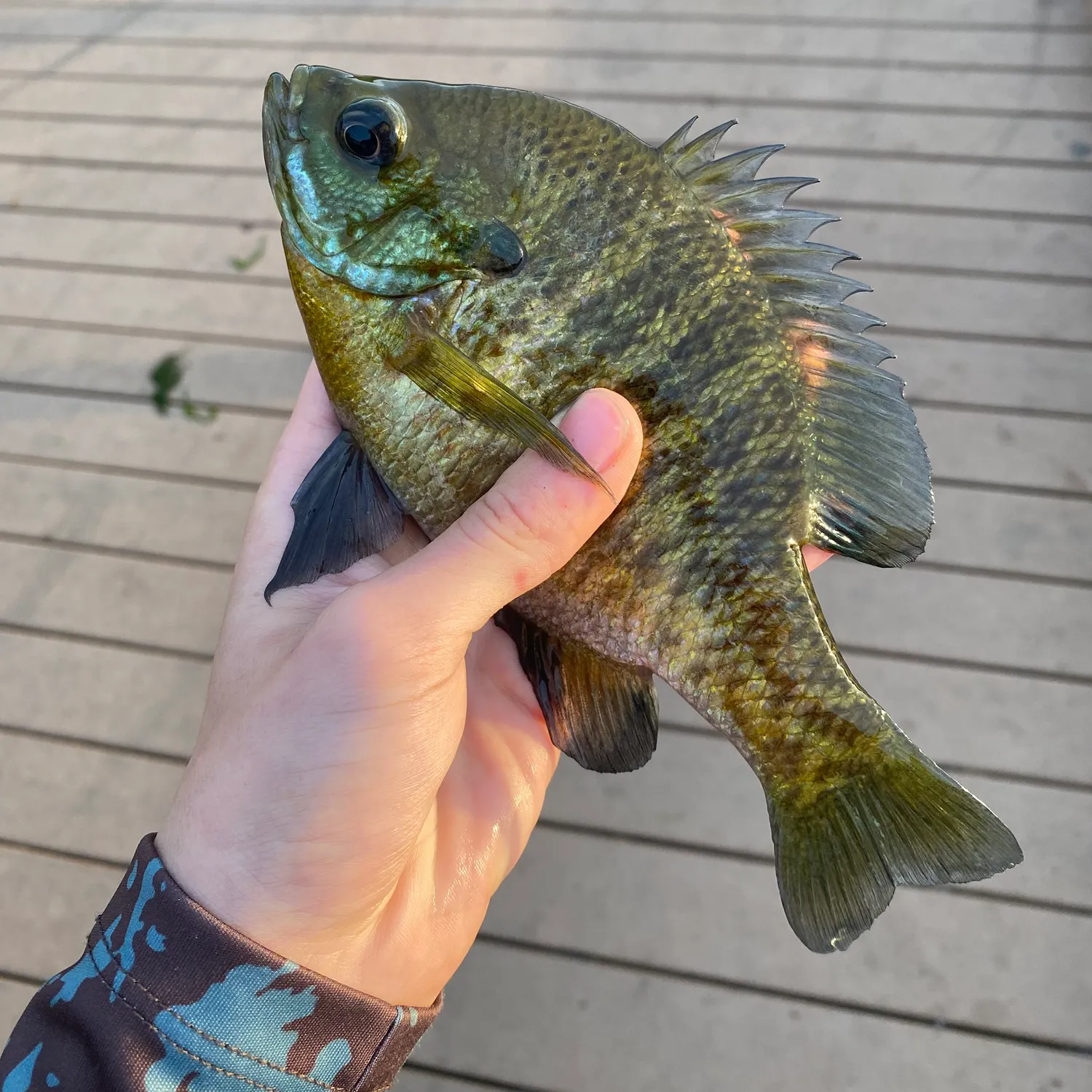 catch