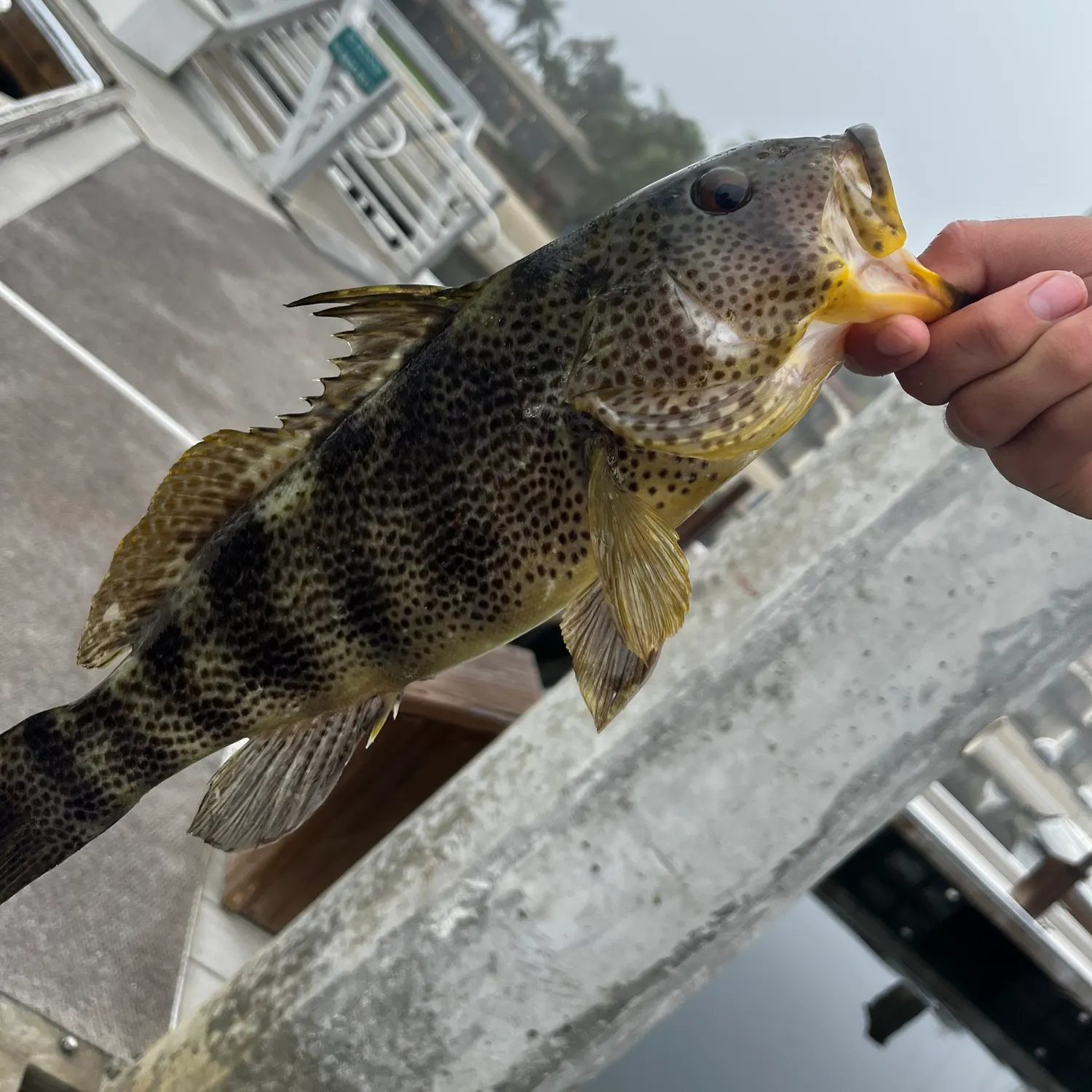 The most recent Spotted sand bass catches on Fishbrain