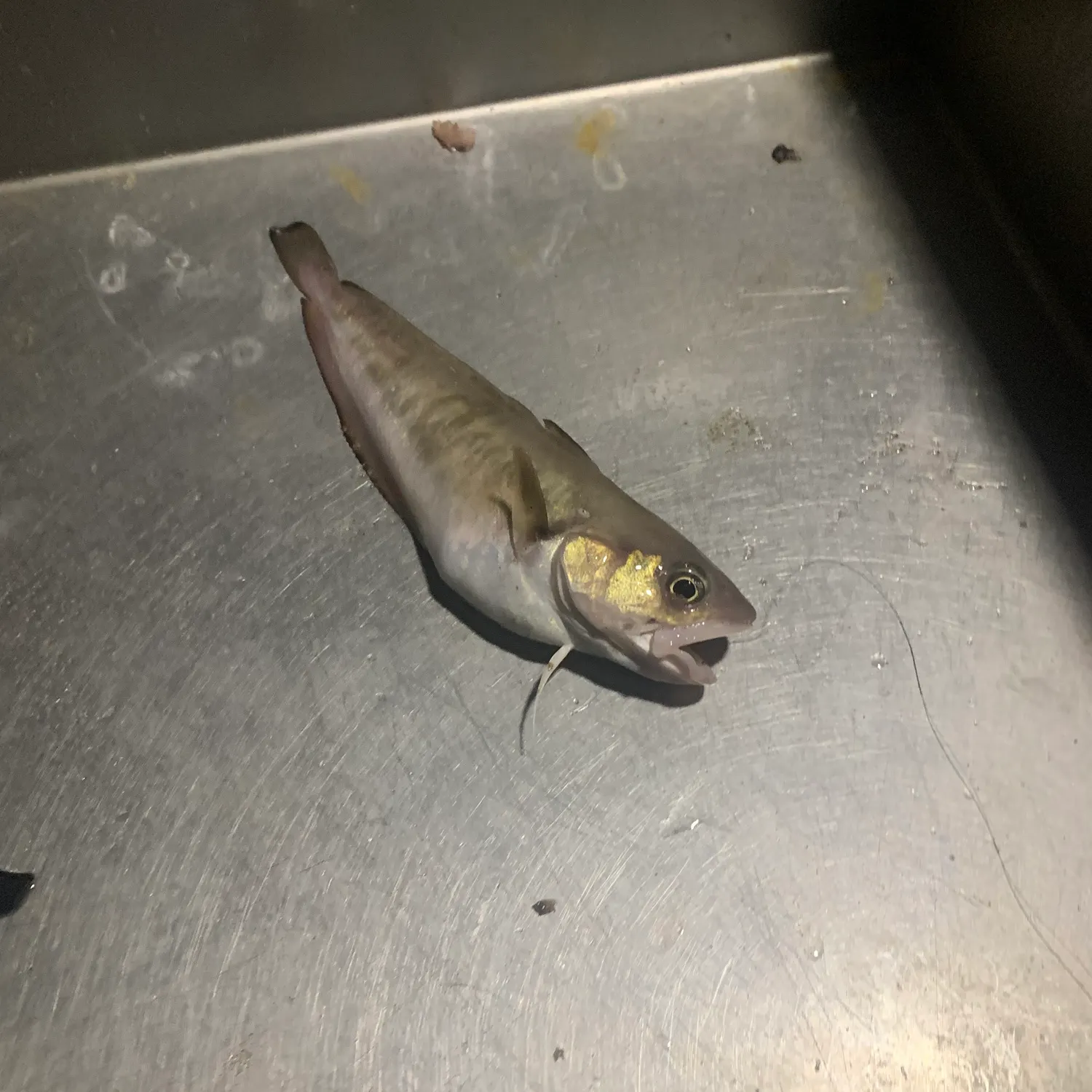 The most recent Red codling catches on Fishbrain