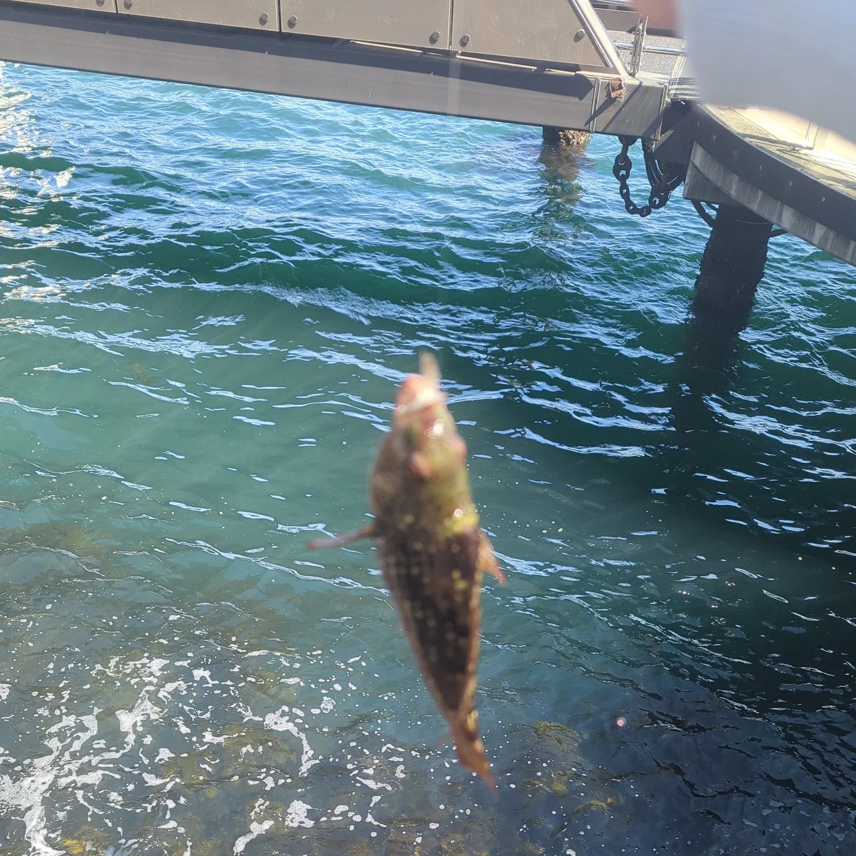 The most recent Crimsonbanded wrasse catches on Fishbrain