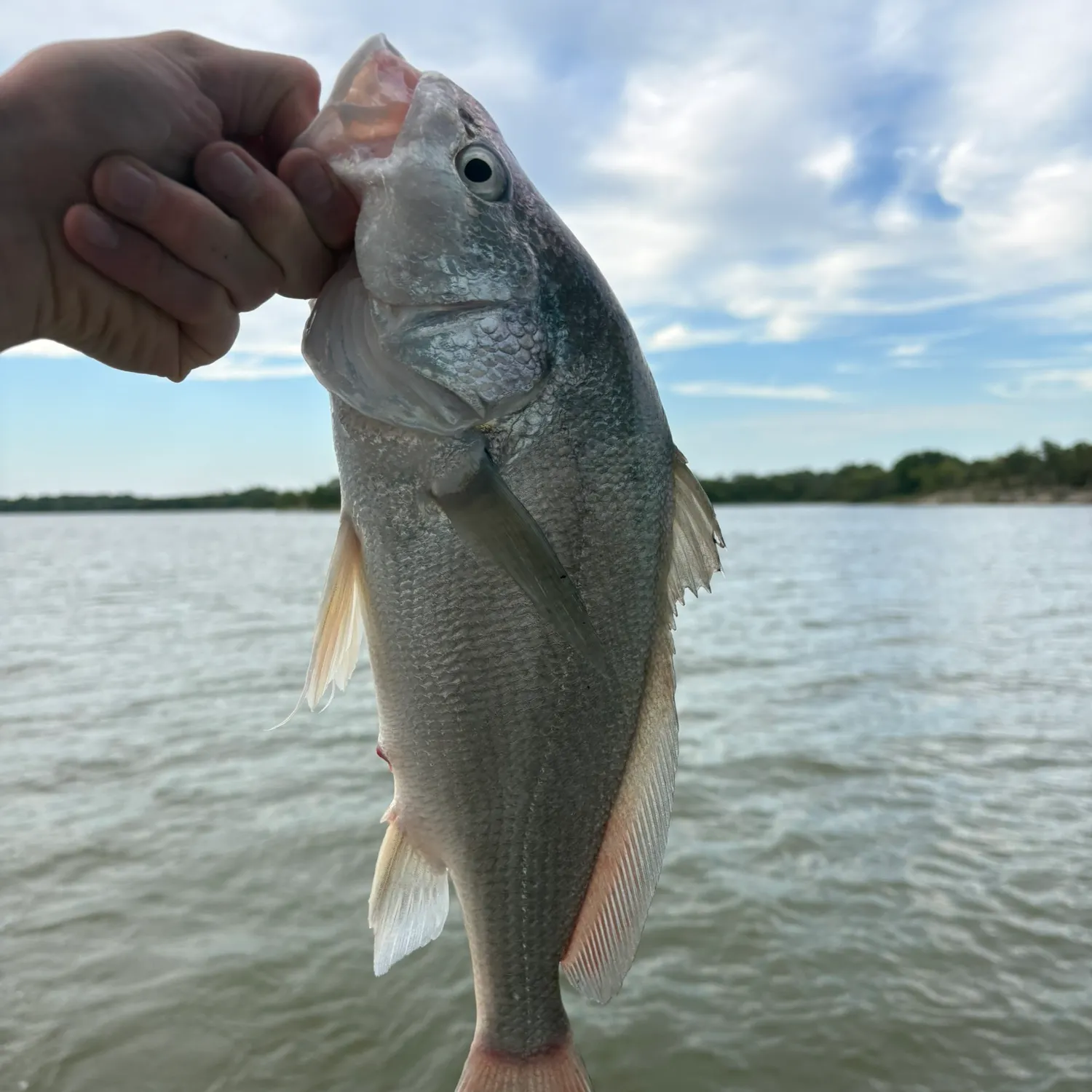 Freshwater drum caught on Fishbrain