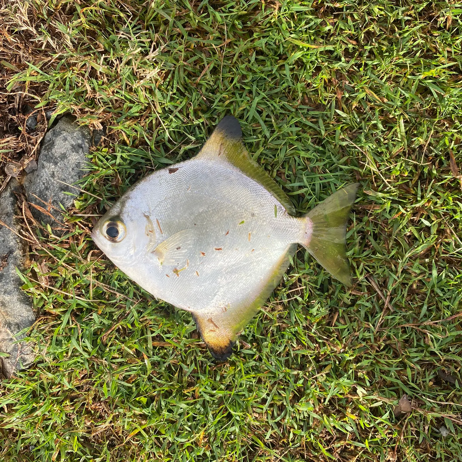 The most recent Silver moony catches on Fishbrain