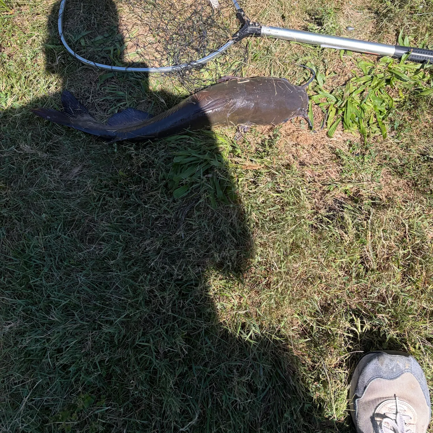 Channel catfish caught on Fishbrain