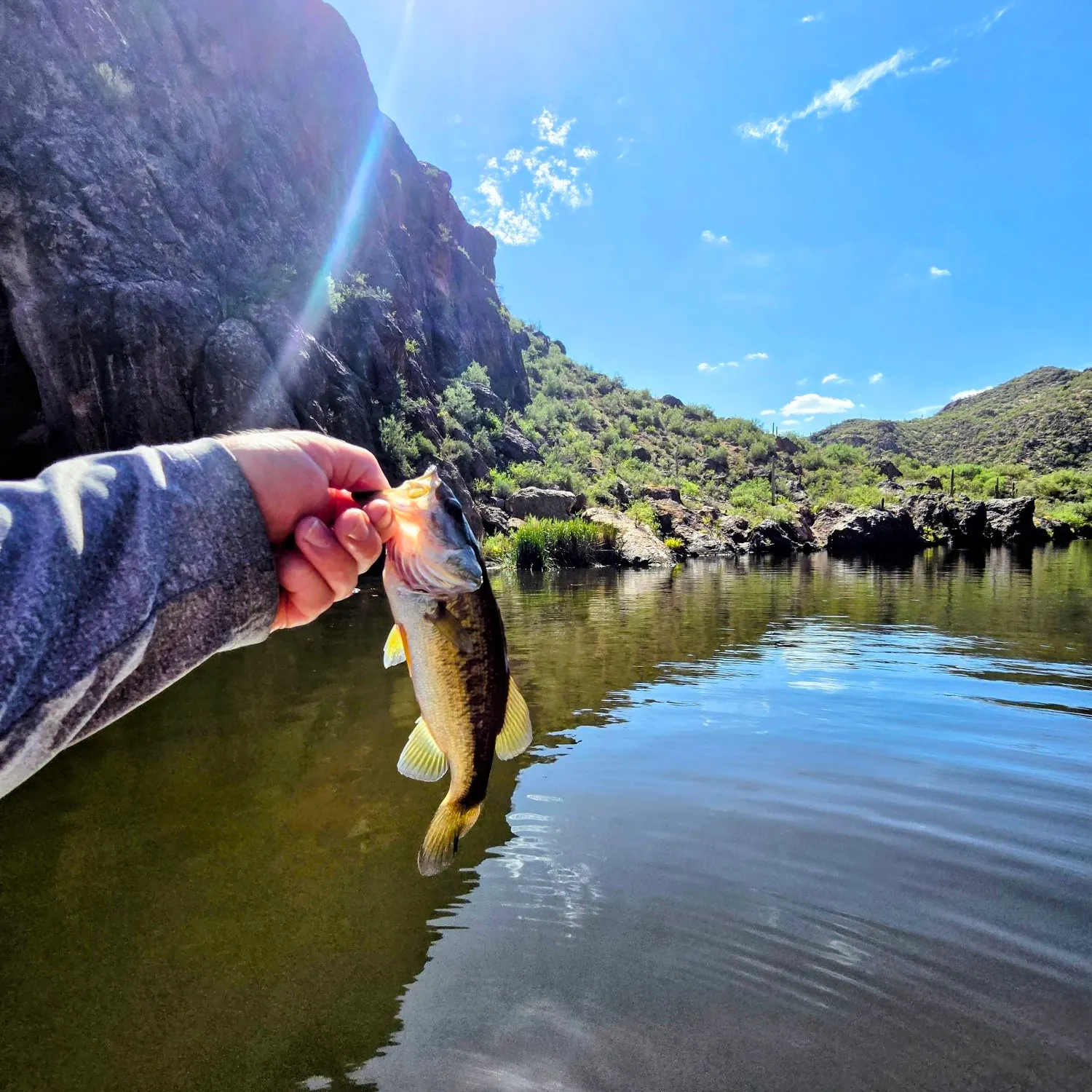 Largemouth bass caught on Fishbrain