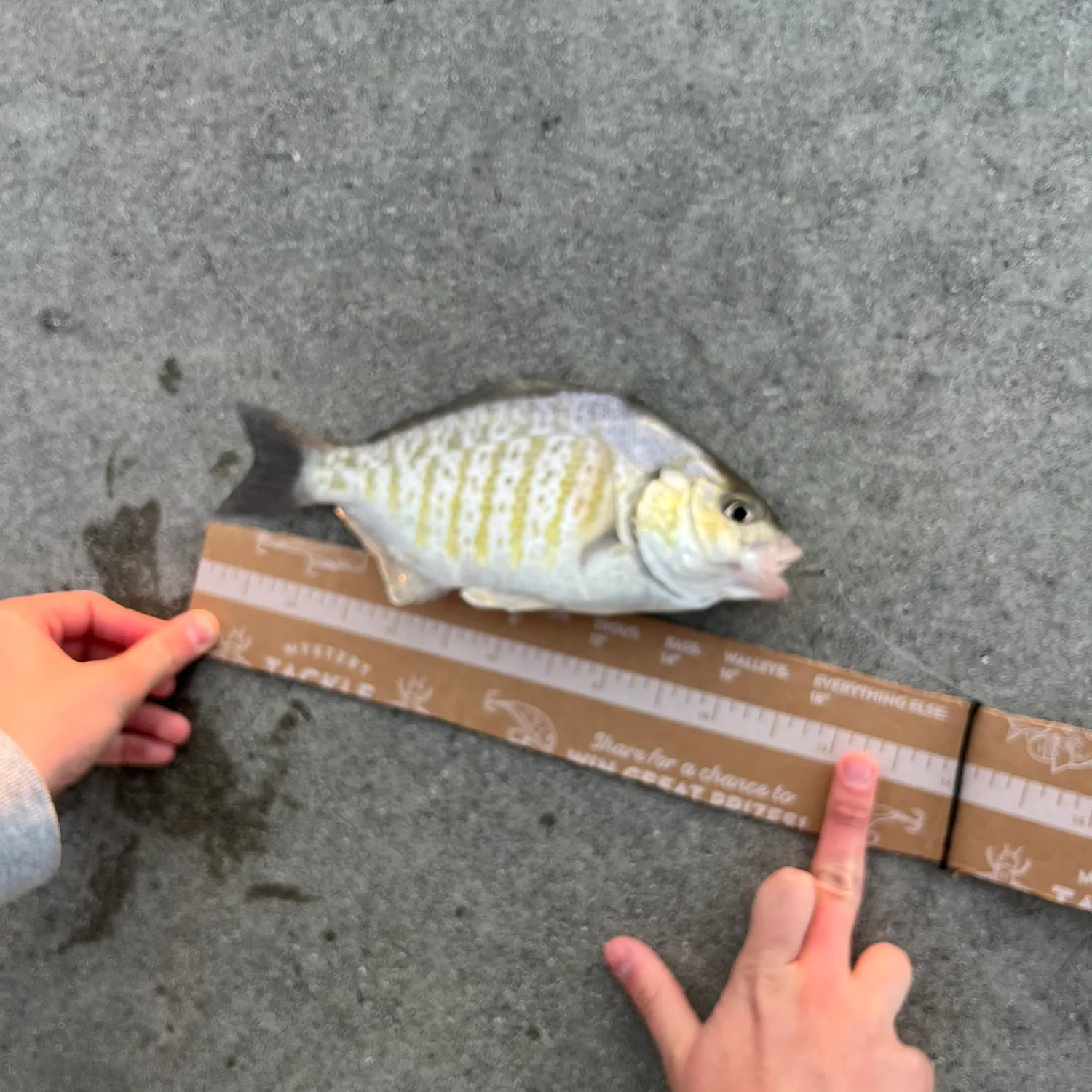 recently logged catches